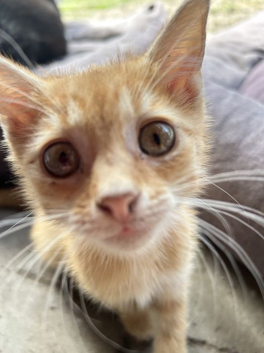 3 mlode okolo 10 - tygodniowe kocurki polecaja sie do adopcji
