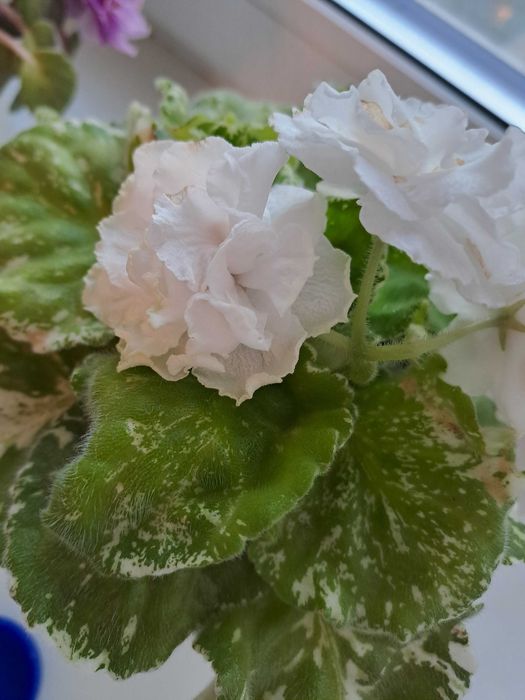 Фіалка ЛЕ-Седой граф, optimara No name, ЛЕ-Біла камелія