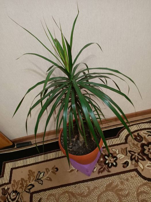 Драцена трехцветная комнатная пальма моргината шефлера вариегатная