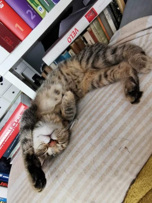 Nora kochana kotka kocię do adopcji!