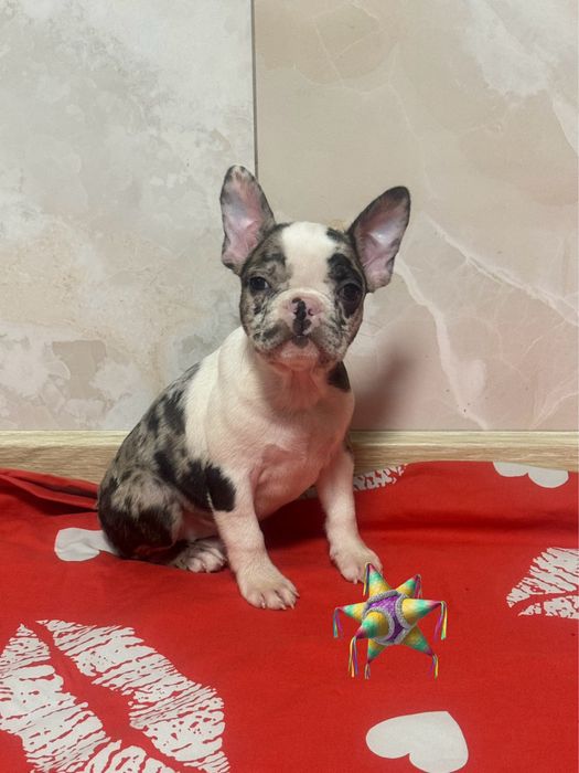 Мерле красуня в найкращу родину