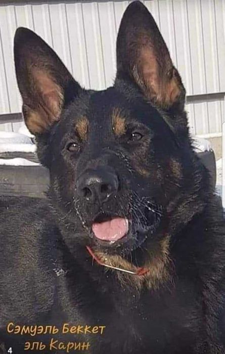 Немецкая овчарка кобель на вязку