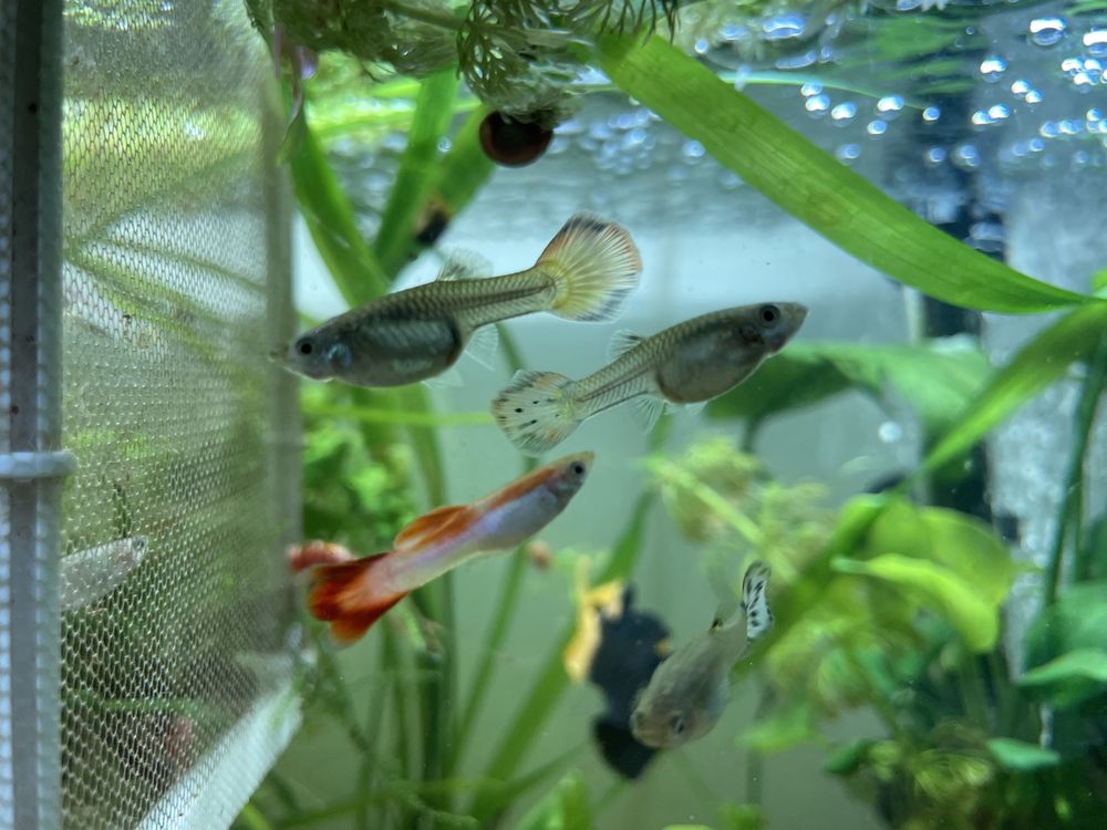 Peixes guppy sortidos