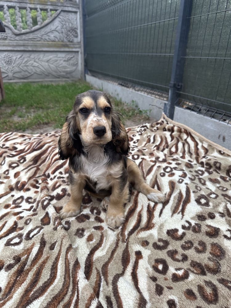 Cocker Spaniel chłopiec