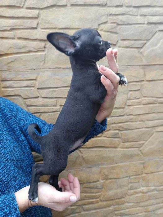 гладкошерстний чихуахуа - чарівний