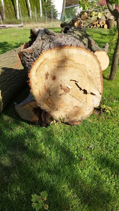 Sprzedam drzewo lipowe