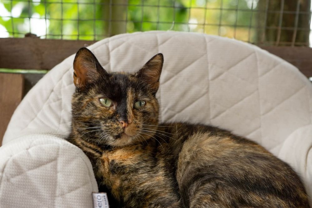 Merida, piekna kotka o wyjątkowym charakterze