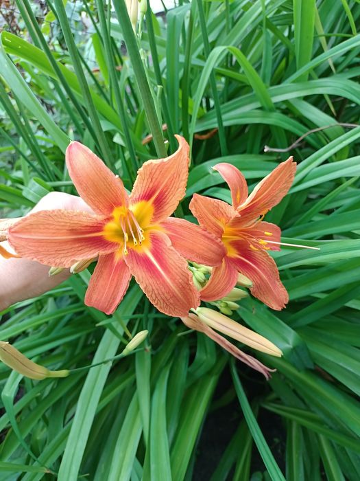 Лілейник. Лилейник оранжевый