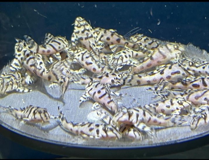 Hypancistrus L236SW - RARO