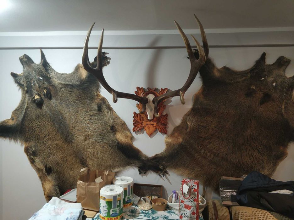 Poroże jelenia i skóry dzika