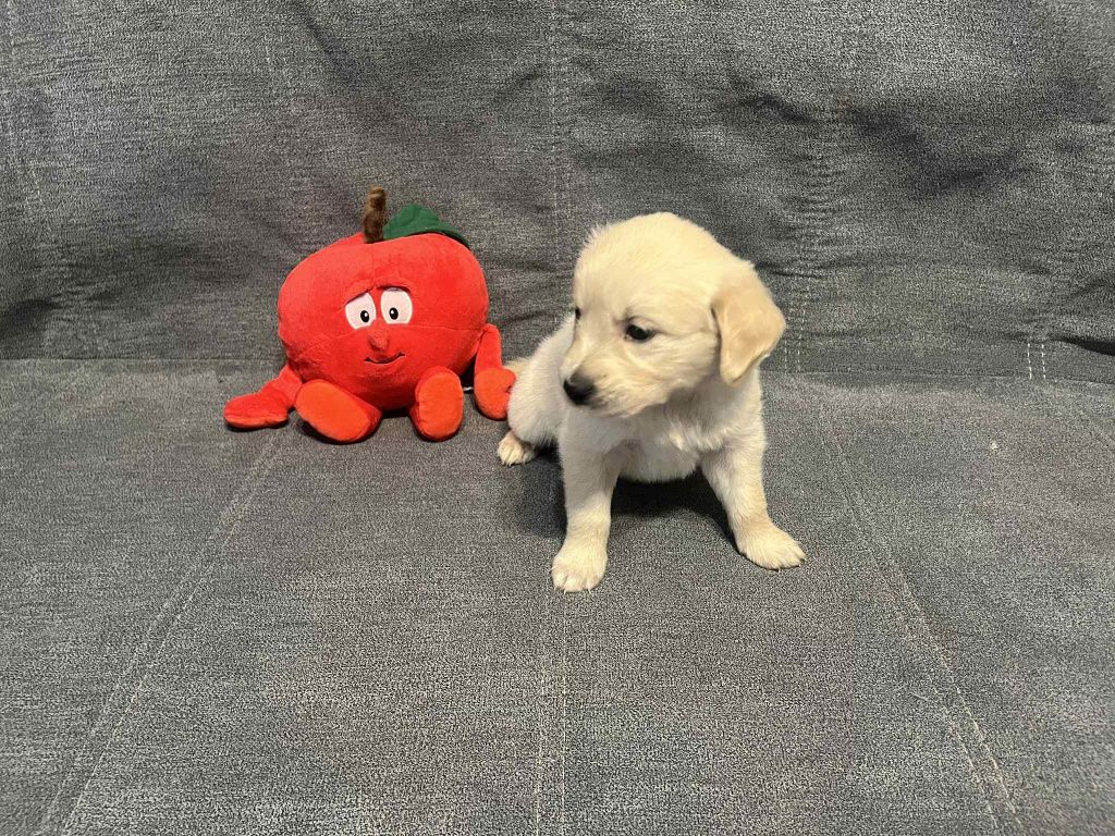 Już do odbioru.  Egon piesek Golden Retriever.