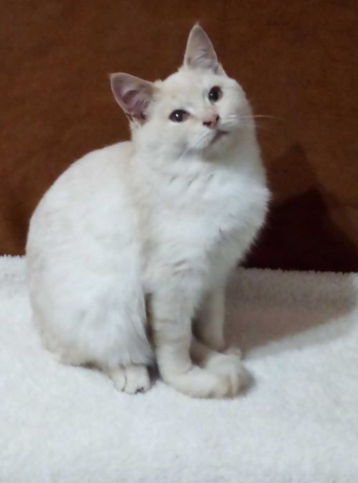 Шотландский Мутоновый котик,Золотой шиншилла