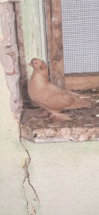 Gołębie ozdobne sprzedam