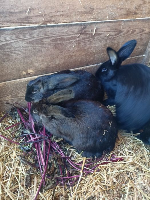 Młode Króliki mieszańce