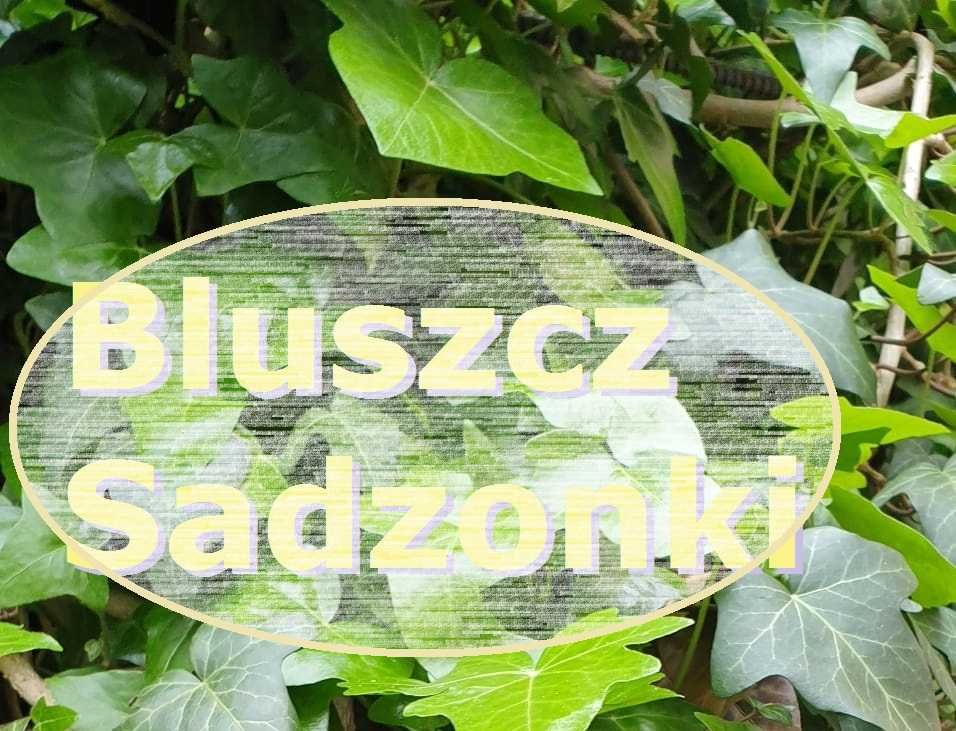 Sadzonki Bluszcz zimozielony -25 szt - wysył.