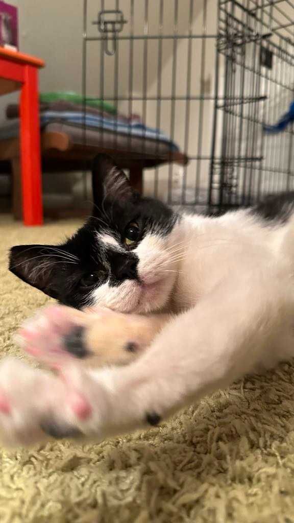ADOPCJE!!Dwie ok.2 let. wyjątkowe kotki siostry  Nina i Lala  Łomianki