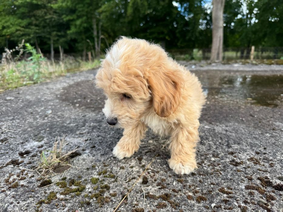 maltipoo szczeniak