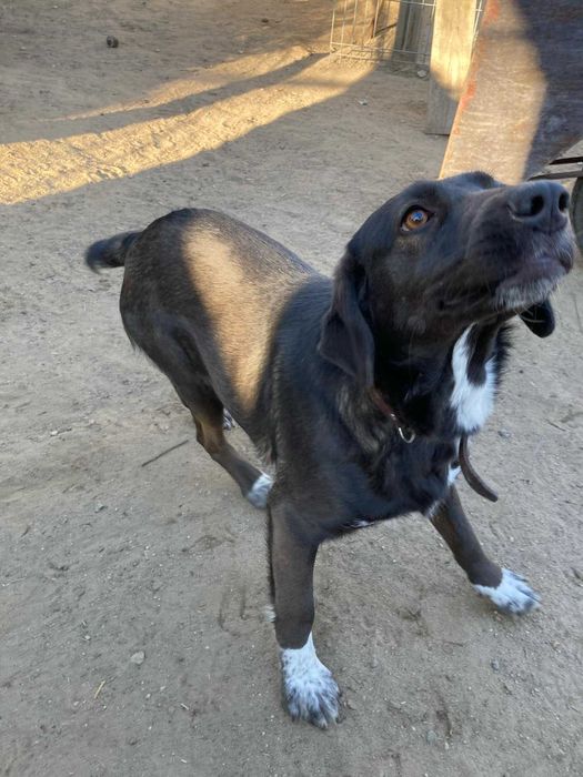 Nastka szuka domu schronisko Zgierz -aktualne