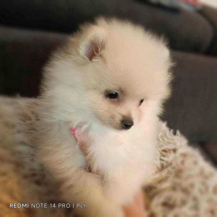 Cudny piesek. Pomeranian