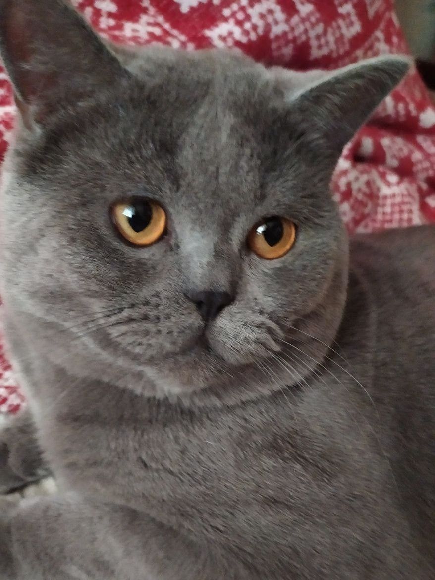 Шотландские вислоухие котята скоттиш фолд и скоттиш страйт