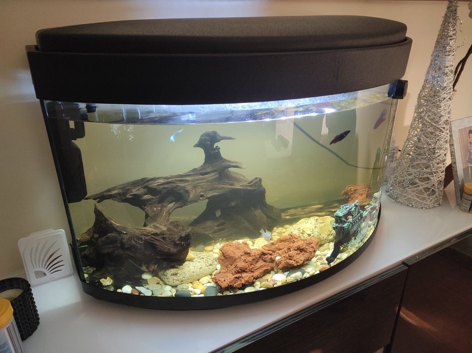 Aquário panorâmico