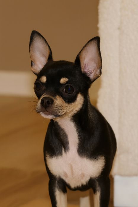 Chihuahua-Czarny Podpalany Piesek