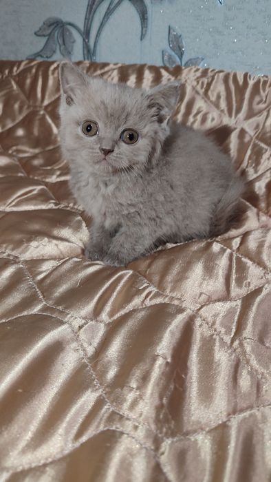 Шотландське прямовухе кошеня