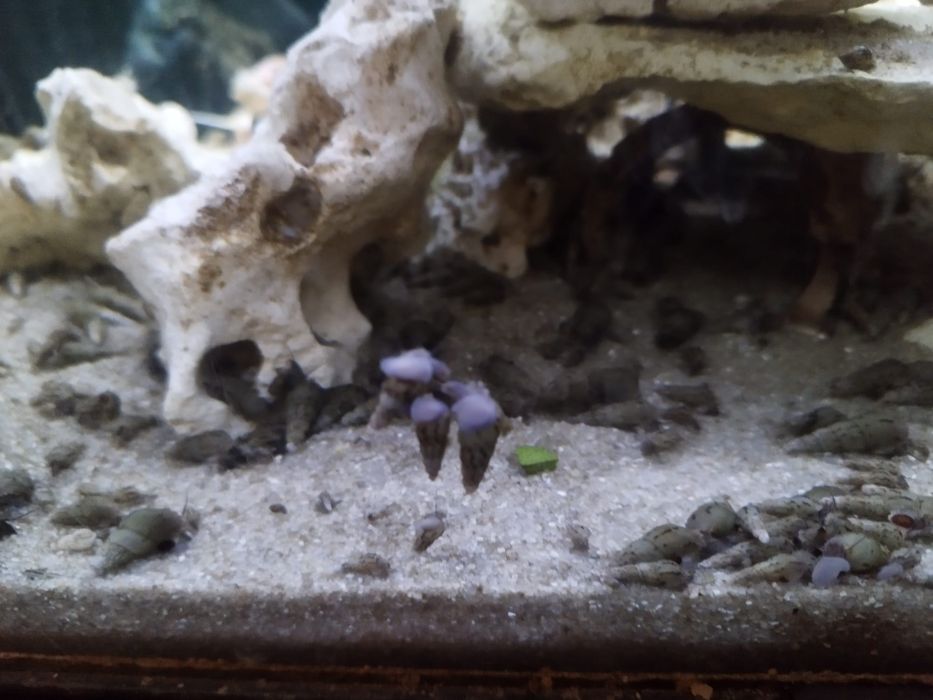 Pożyteczne Ślimaki Świderki !!!