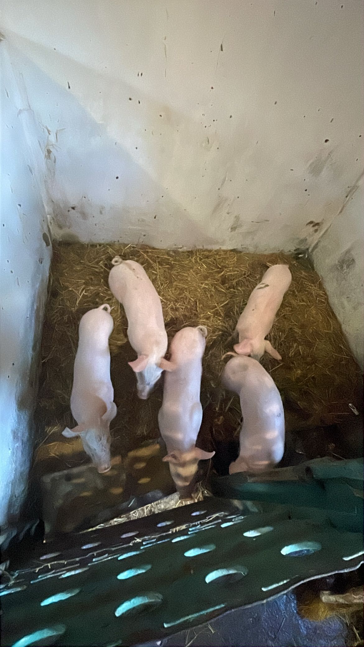 Продам гарні поросята