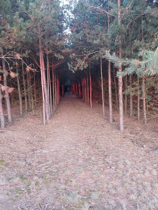 Sprzedam ziemię rolną i las 9,5 ha Targonie.