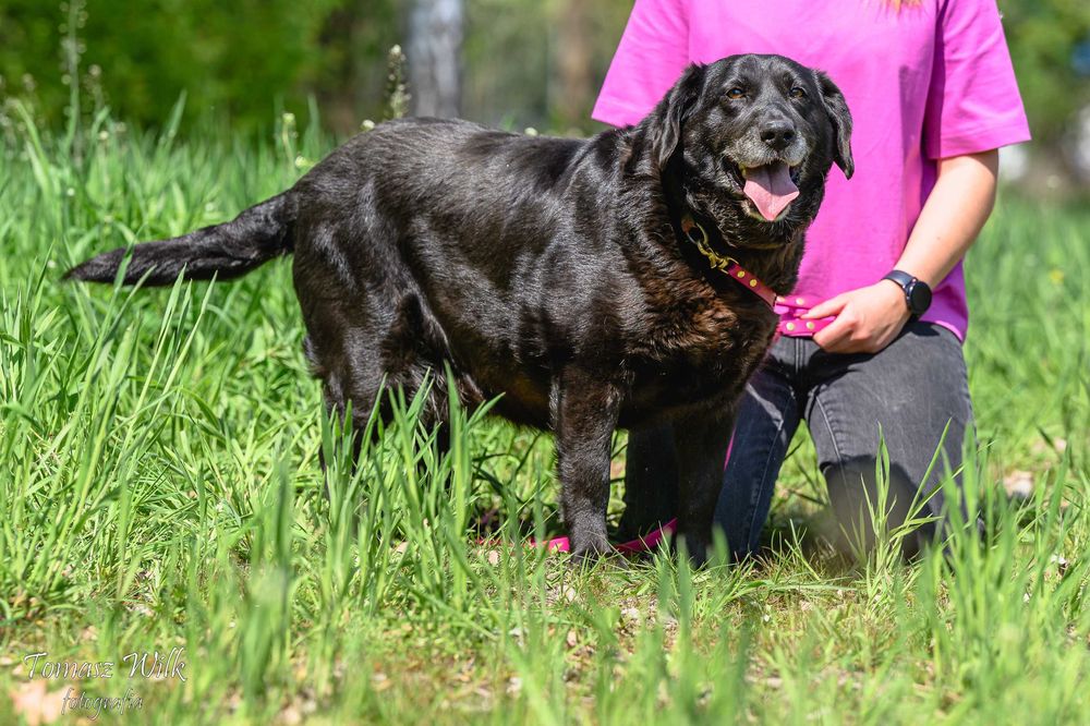 Maja sunia w typie labradora szuka domu!
