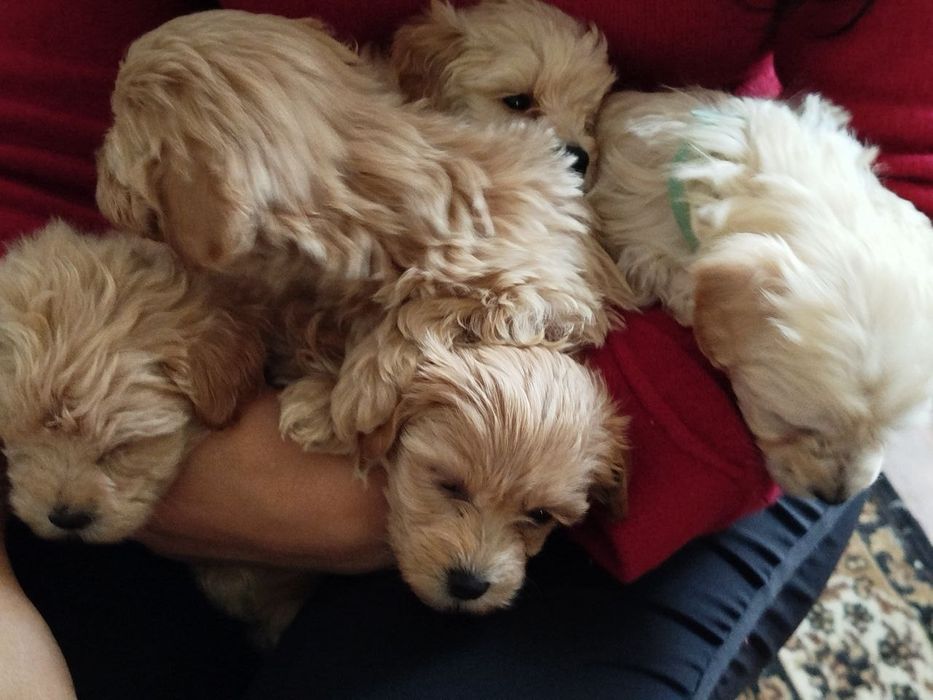 Мальтипу F1 і F2