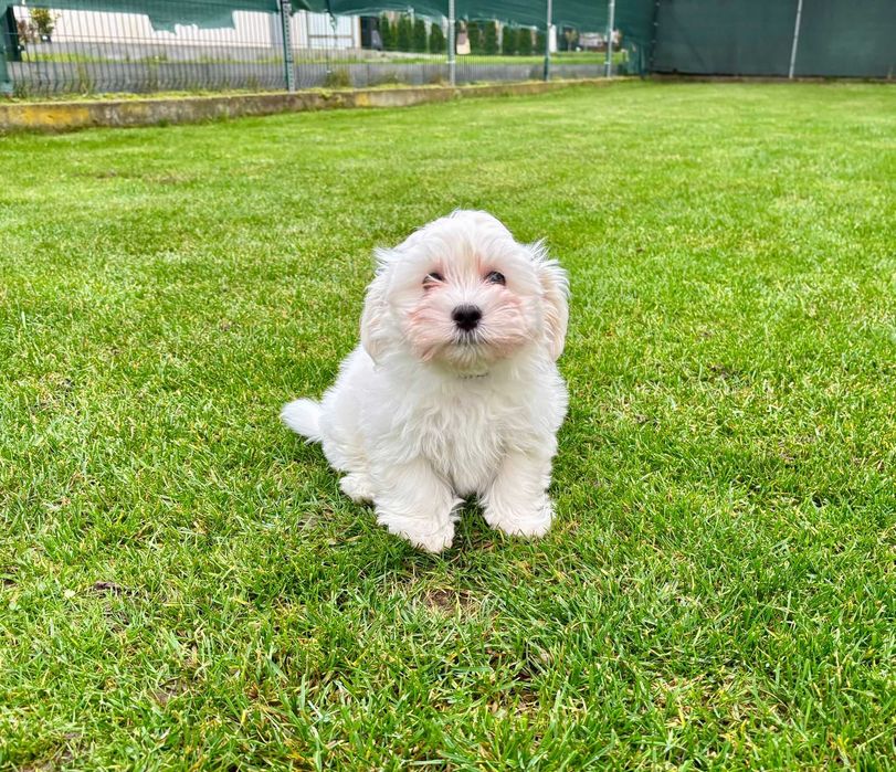 Hawańczyk JERRY ZKwP/FCI  - walizka spakowana, gotowy do pokochania