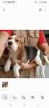 Beagle tricolor disponível