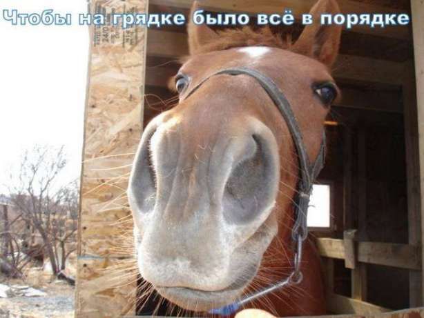 Продам конский перегной