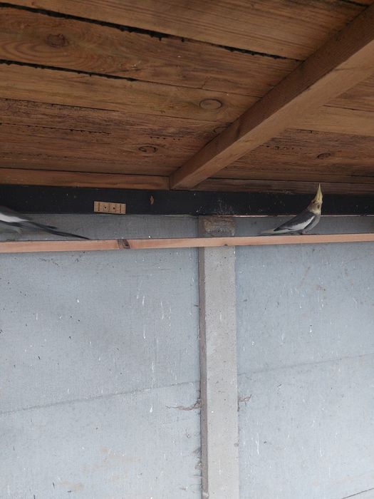 Młode nimfy I zeberki