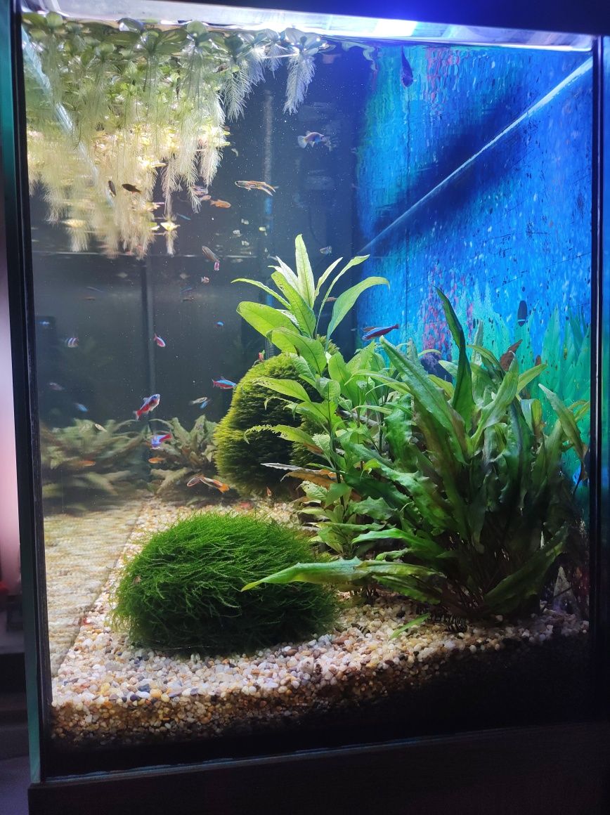 Witam sprzedam akwarium 200l