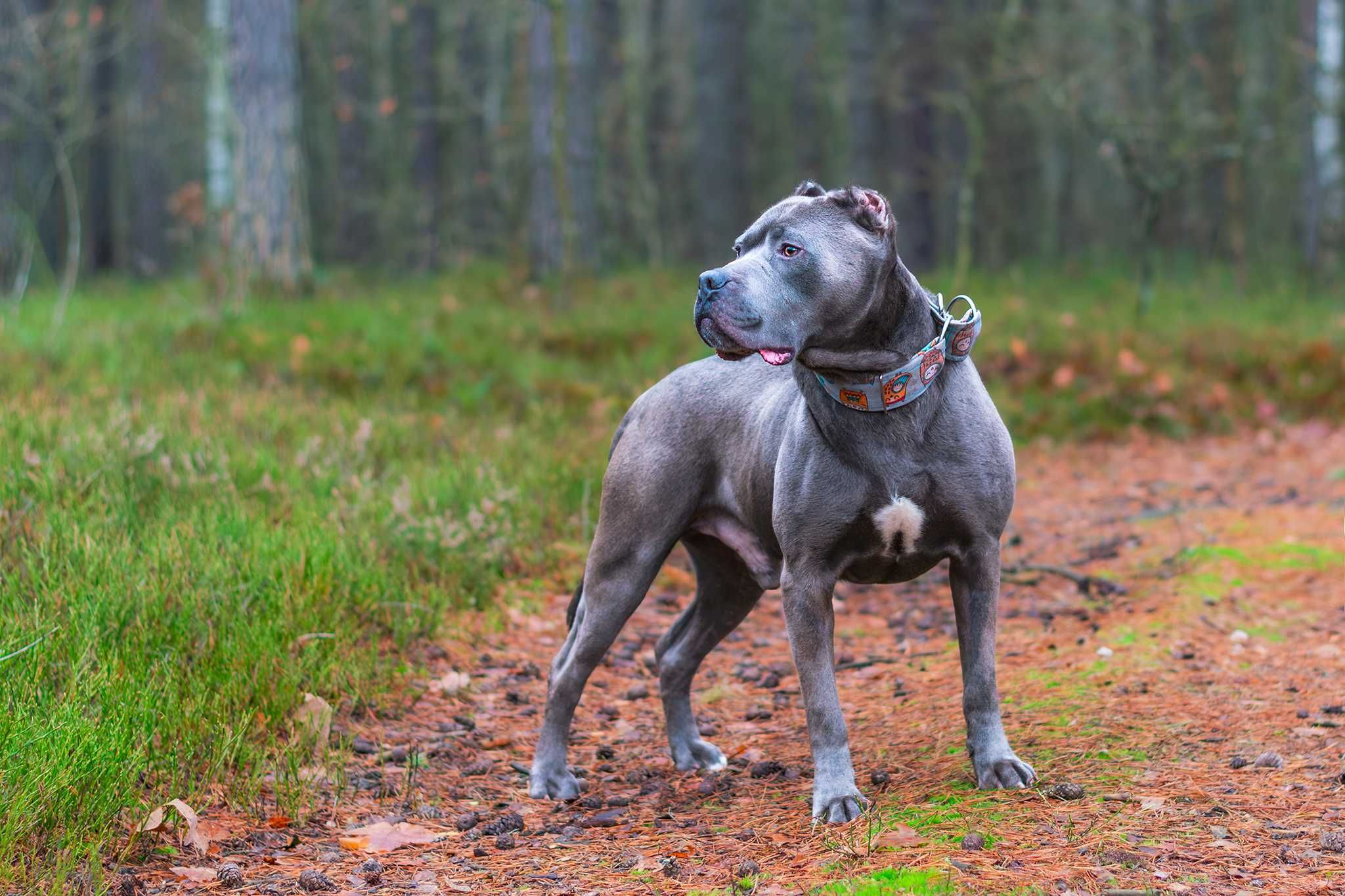 Amstaff- Pitbull - Amstaffy Niczyje Bazyl