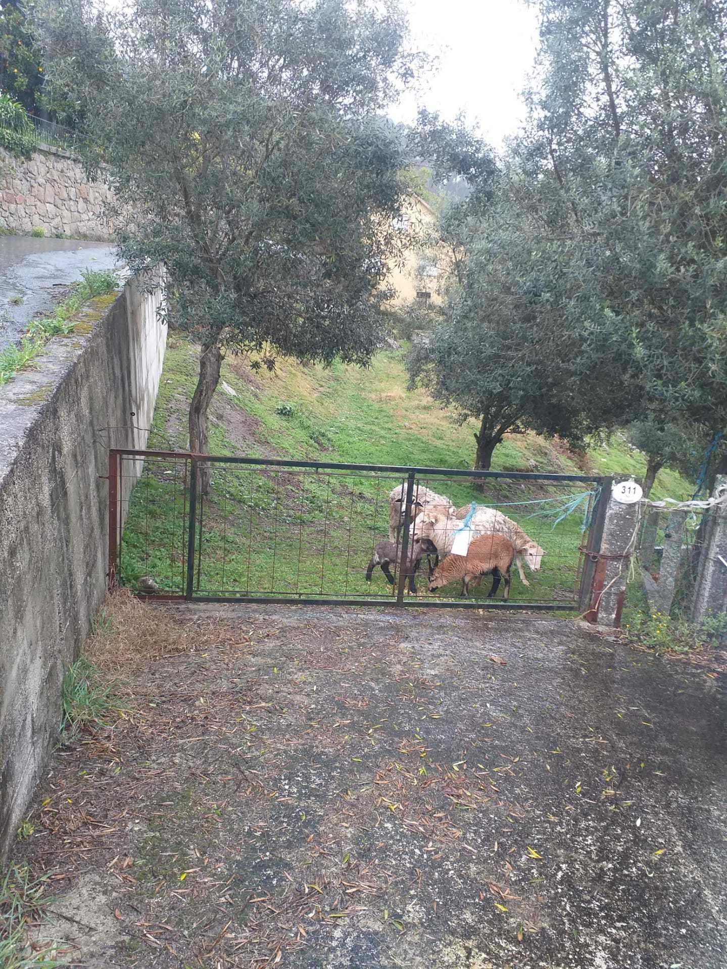 Animais de quinta