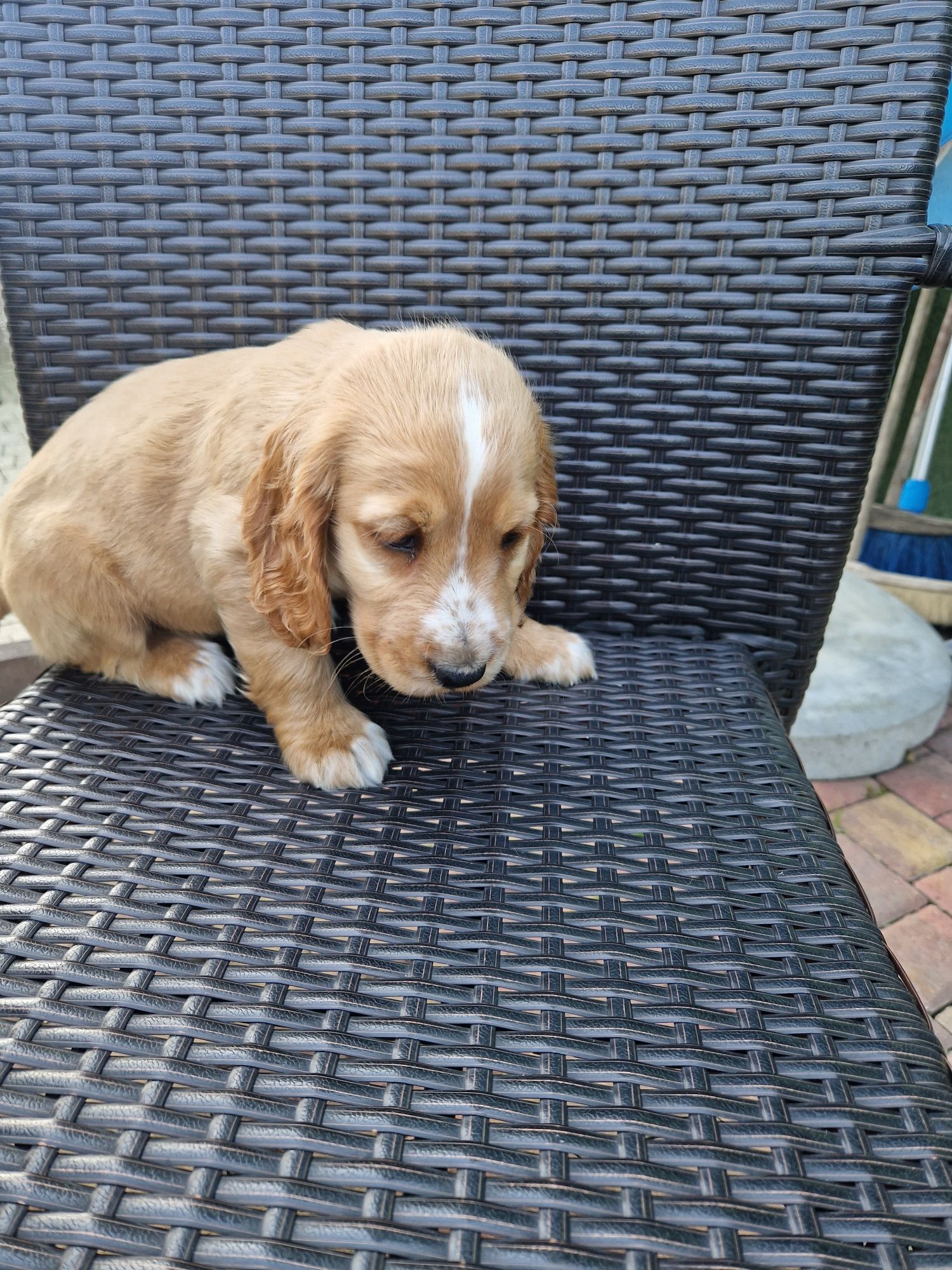 Cocker spaniel szczeniak