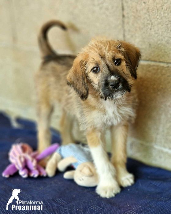 TUFINHA - Cadelinha bebe para adoção!