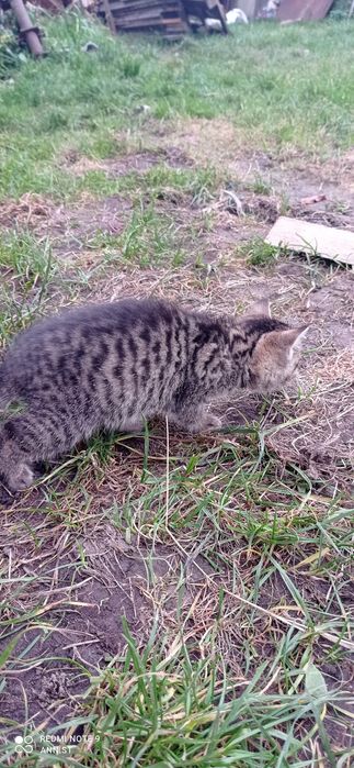 Kotki oddam oswojone