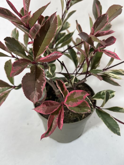 Głogowik zimozielony pink marble czerwony piekny mrozpodprny