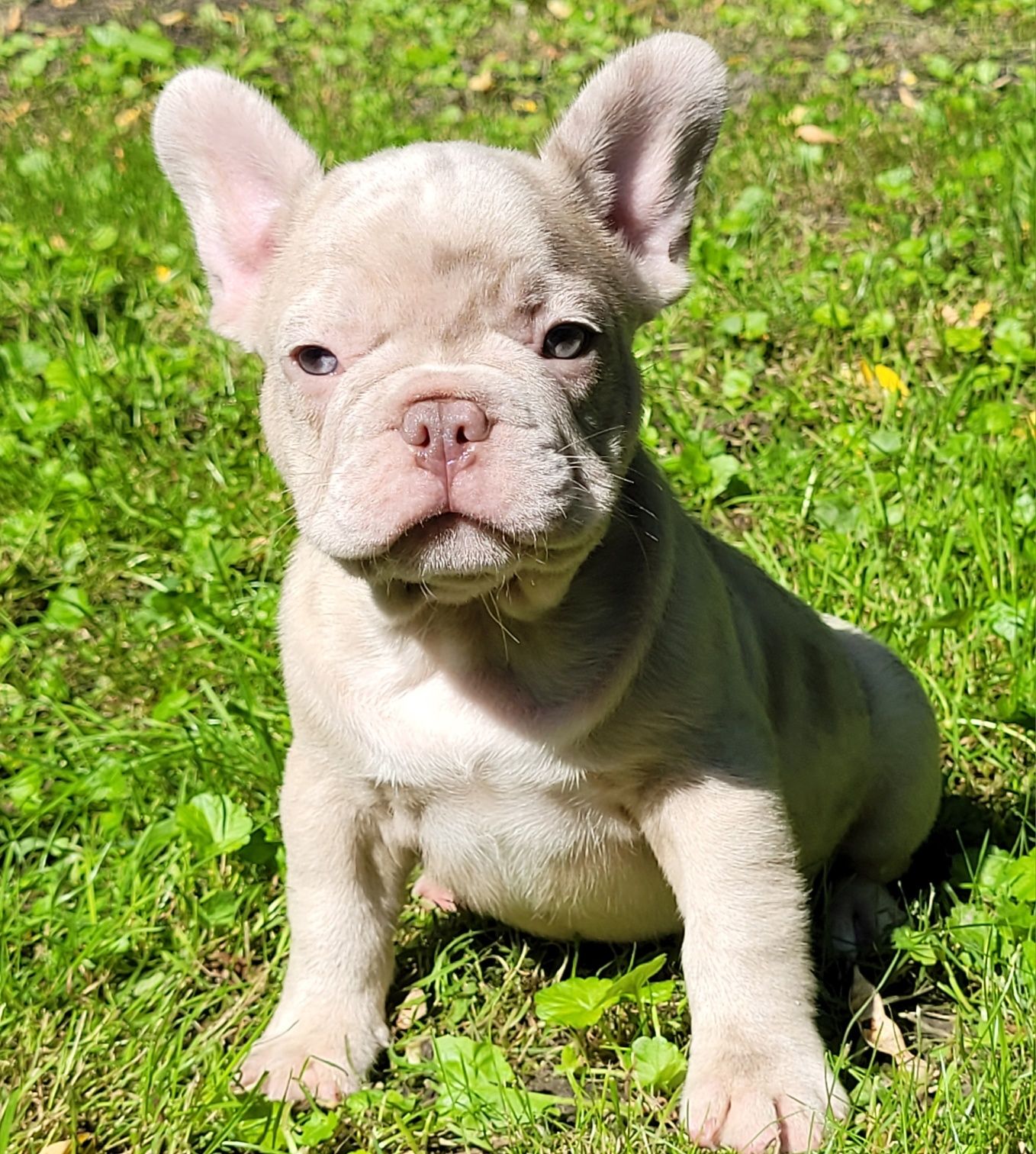 Chłopiec Isabela Merle z rodowodem.
