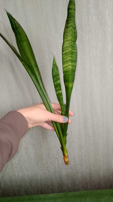 Кімнатні квіти,рослини