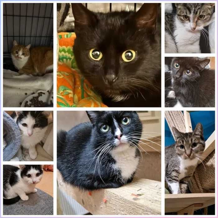 róże śliczne zadbane kociaki do adopcji