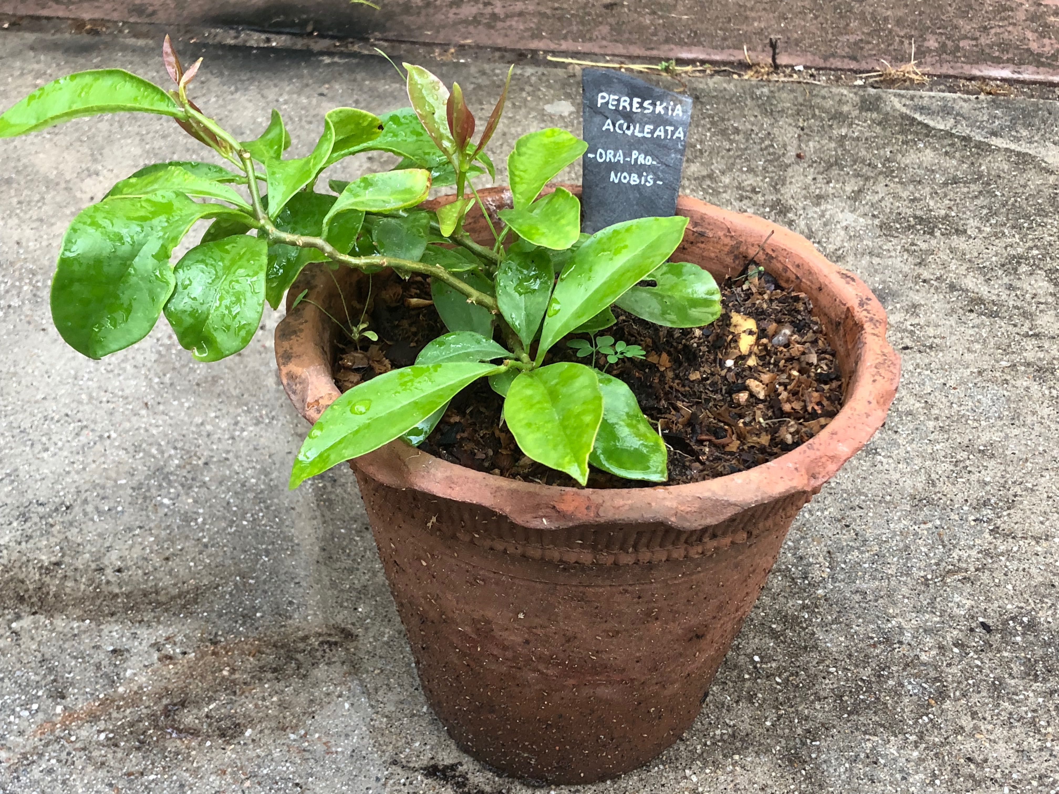 Salada infinita-Ora-pro-nóbis planta rara, comestível, ecológica