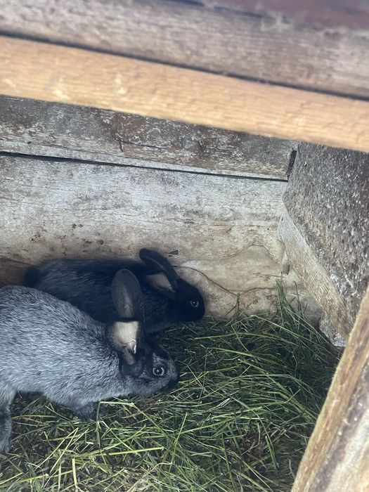 Полтавське срібло. Молодняк.