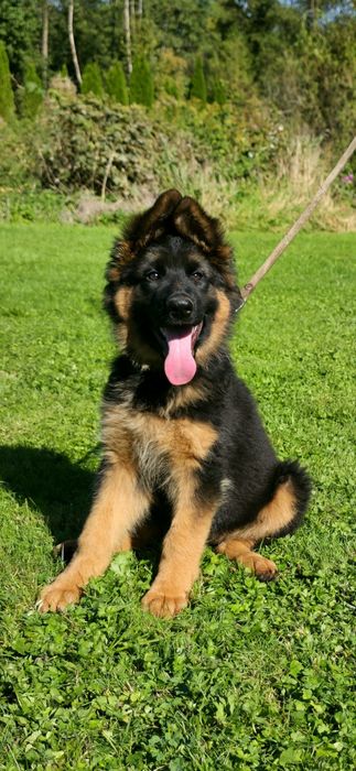 Owczarek Niemiecki Suczka