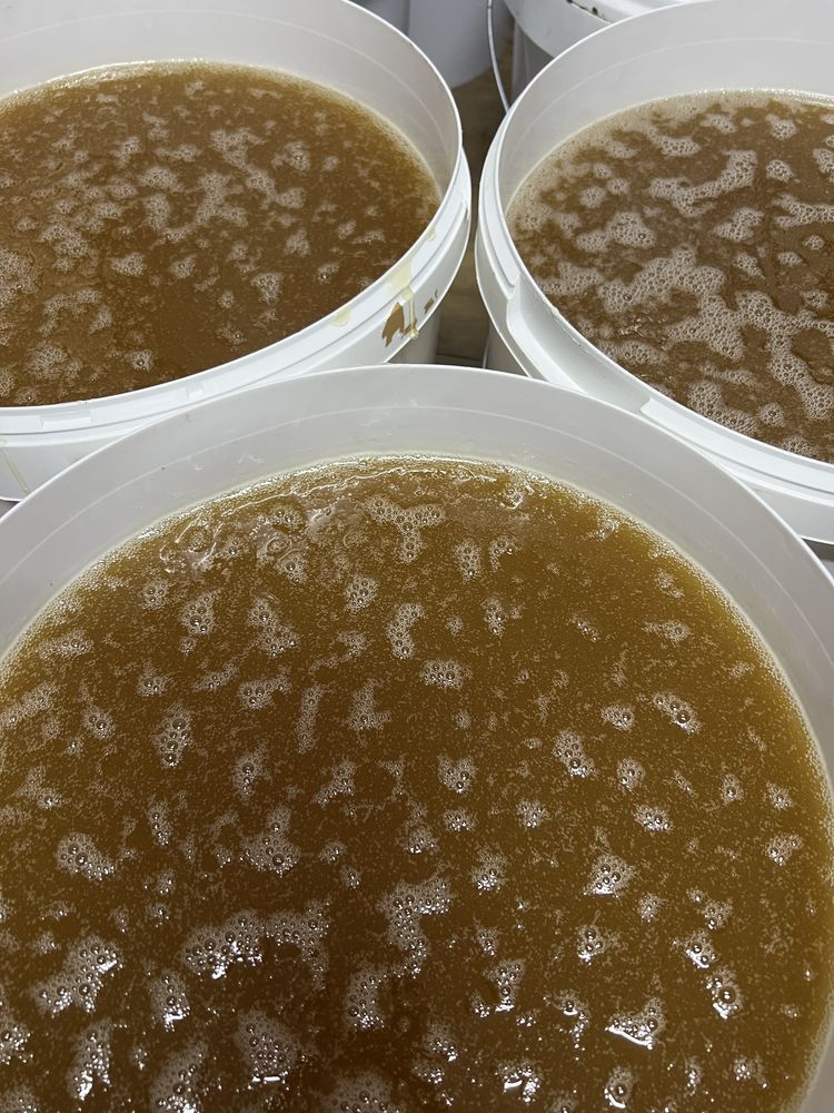 miod, miod rzepakowy naturalny pszczeli pasieki rodziny matki pszczele